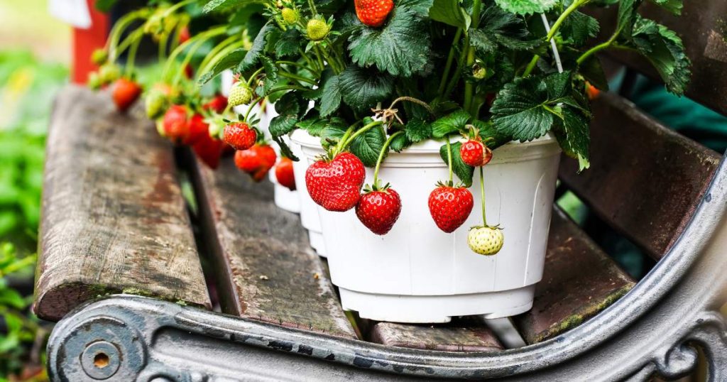 comment planter fraisier en pot
