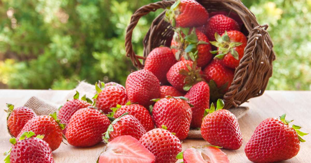 fraise pour fraisier en pot