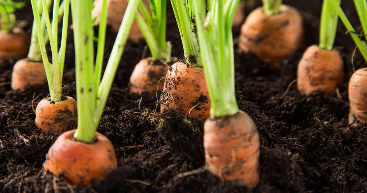 planter carotte janvier