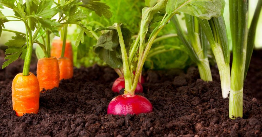 planter légumes potager janvier