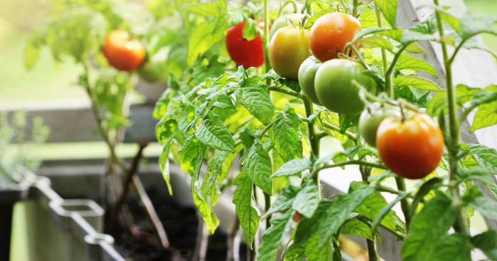 planter tomates cerise en pot
