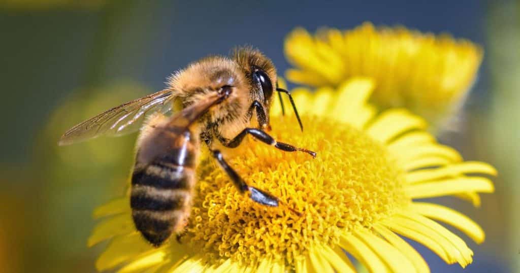 abeille nécessaire humanité