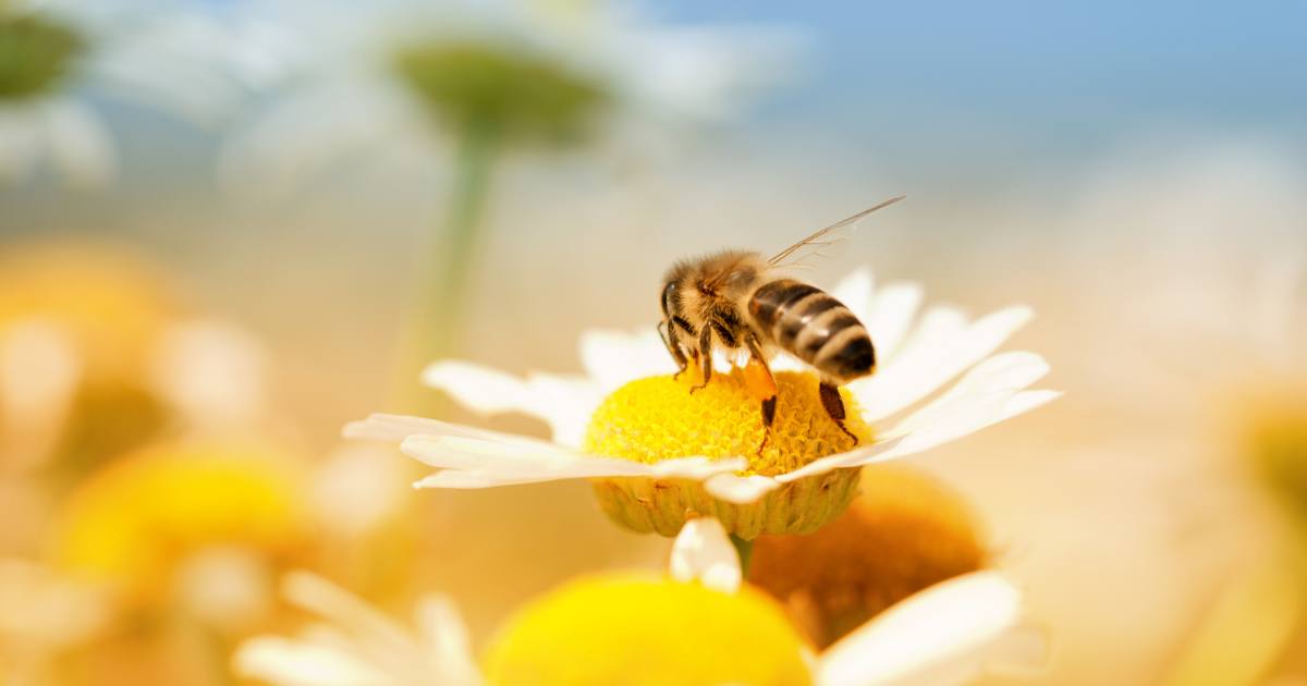 danger extinction abeilles