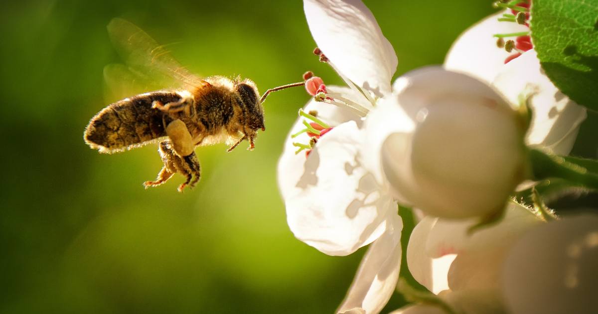 role abeilles monde