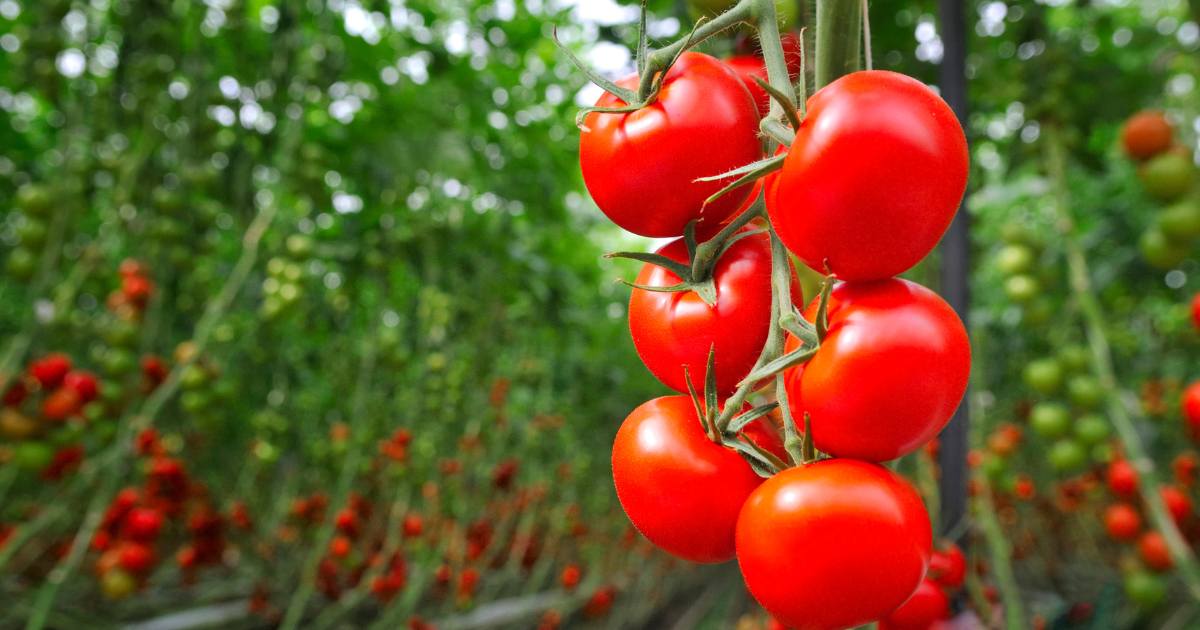 tomates fruit ou légume