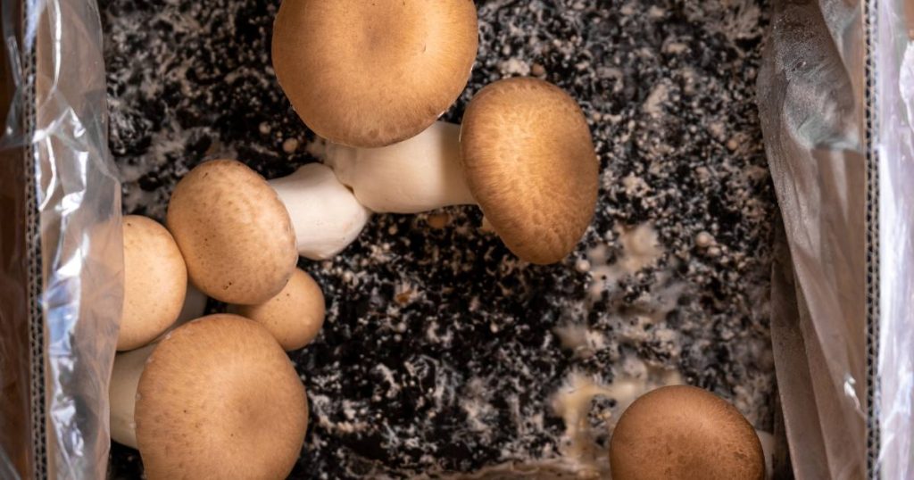 culture de champignon maison