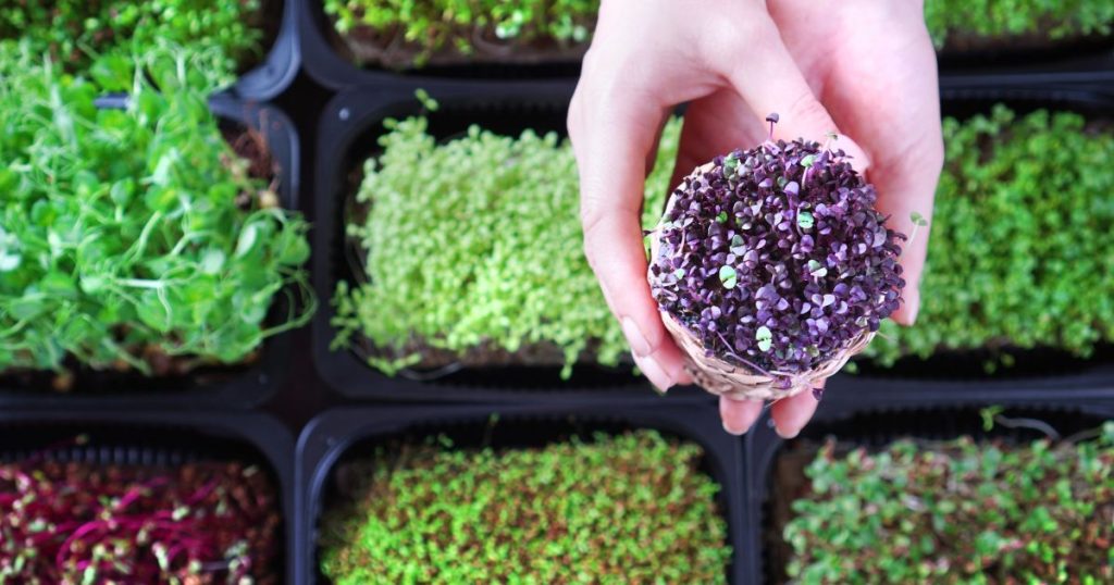 Cultiver microgreens maison