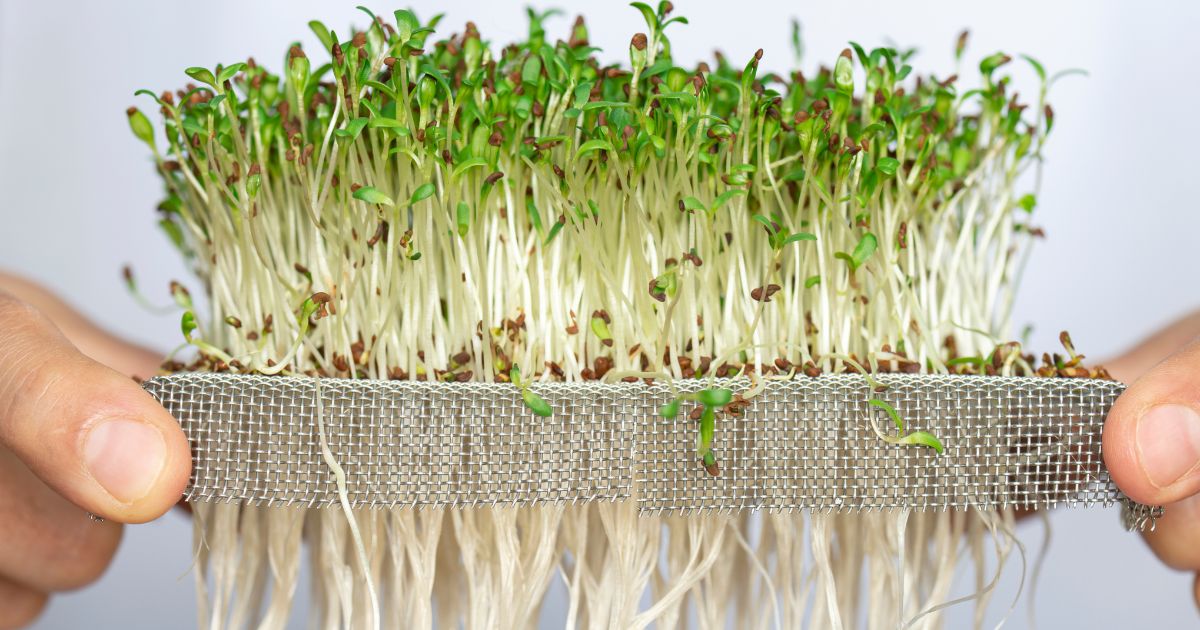 Cultiver microgreens maison