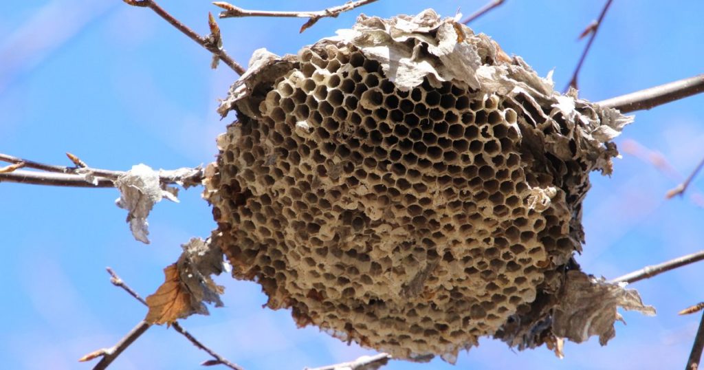 Écosystème nids d'insectes