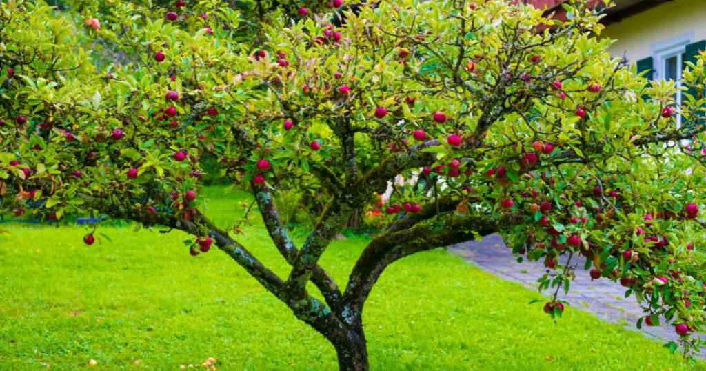 arbre fruitier dans jardin
