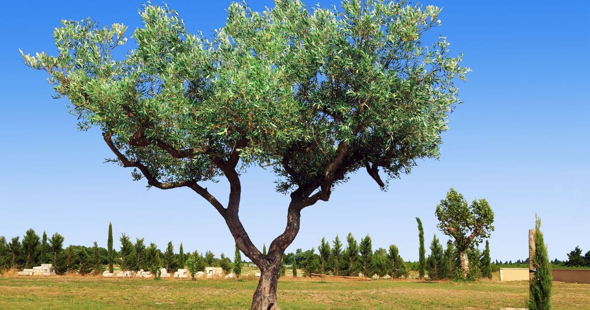 entretien de l'olivier arbre