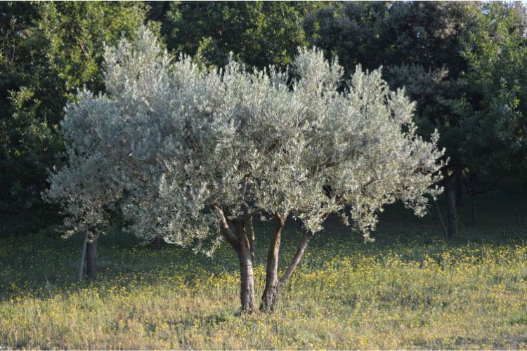 olivier entretien et plantation